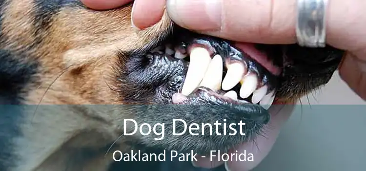 Dog Dentist Oakland Park - Florida