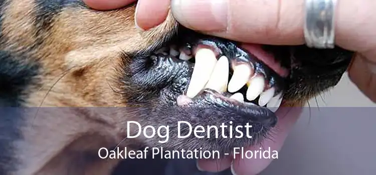Dog Dentist Oakleaf Plantation - Florida