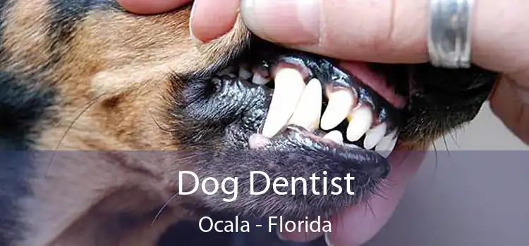 Dog Dentist Ocala - Florida