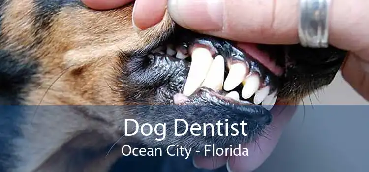 Dog Dentist Ocean City - Florida
