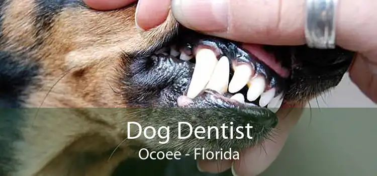 Dog Dentist Ocoee - Florida