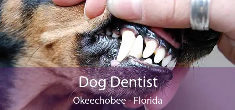 Dog Dentist Okeechobee - Florida