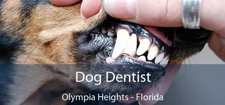 Dog Dentist Olympia Heights - Florida