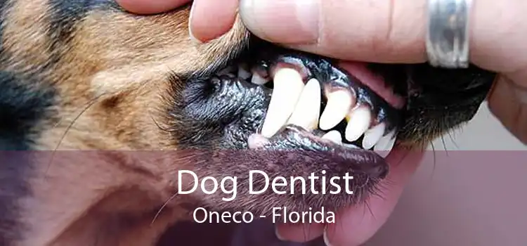 Dog Dentist Oneco - Florida