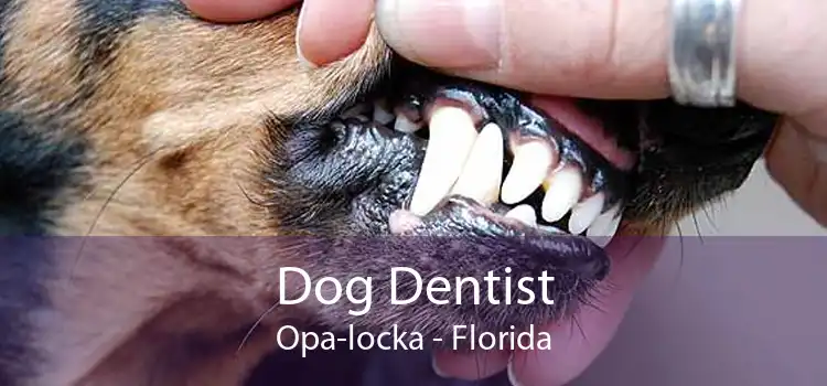 Dog Dentist Opa-locka - Florida