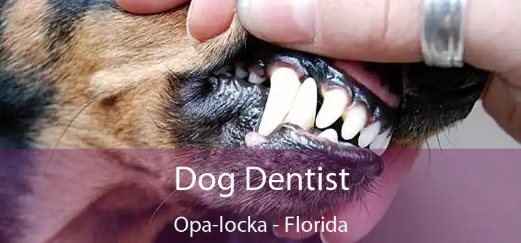 Dog Dentist Opa-locka - Florida