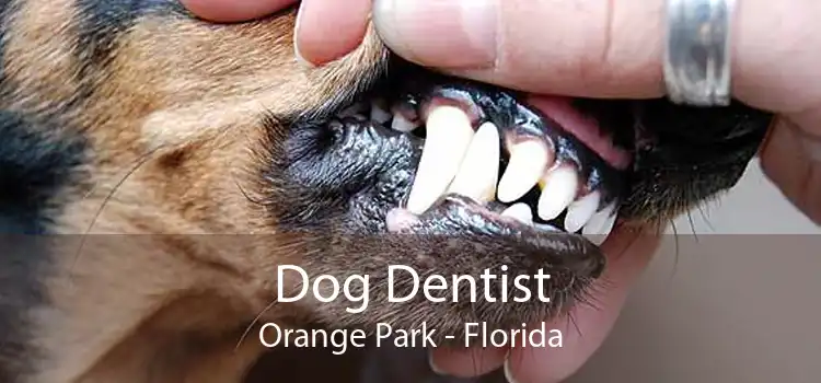 Dog Dentist Orange Park - Florida