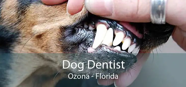 Dog Dentist Ozona - Florida