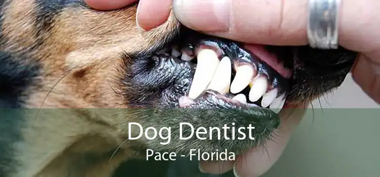 Dog Dentist Pace - Florida