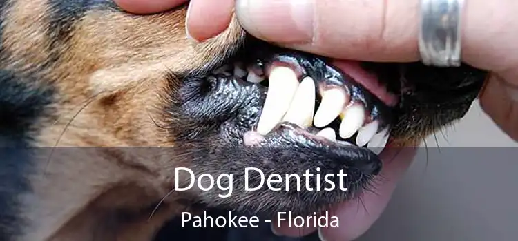 Dog Dentist Pahokee - Florida