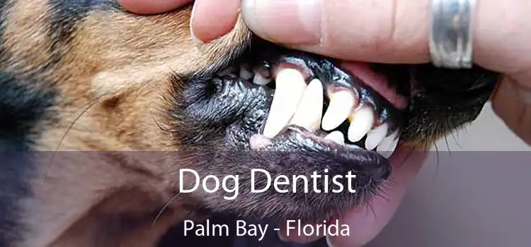 Dog Dentist Palm Bay - Florida