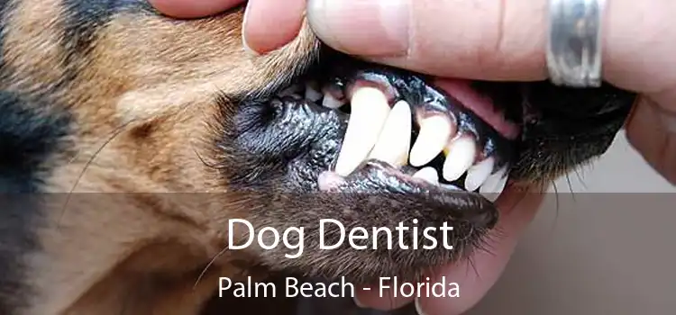 Dog Dentist Palm Beach - Florida