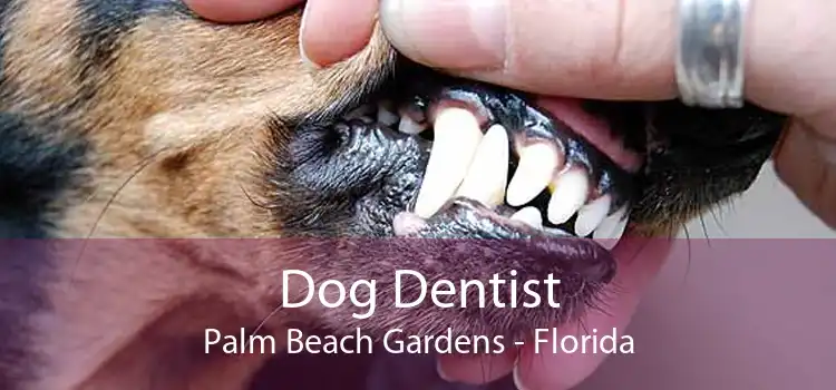 Dog Dentist Palm Beach Gardens - Florida