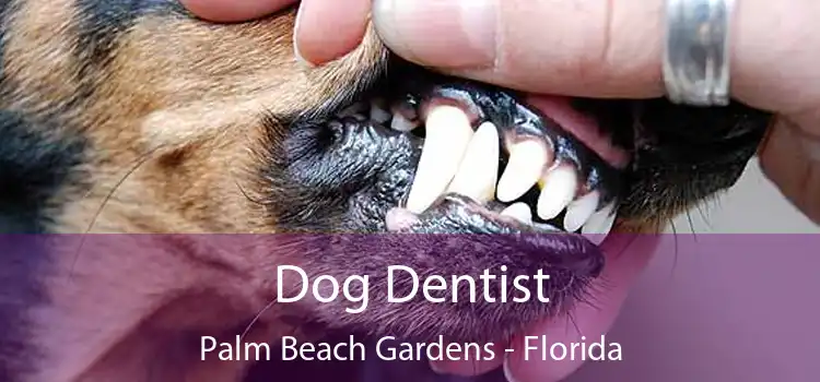 Dog Dentist Palm Beach Gardens - Florida