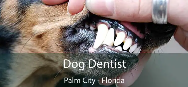 Dog Dentist Palm City - Florida