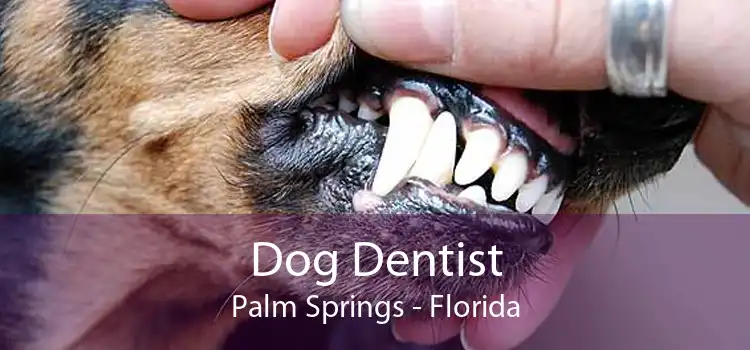 Dog Dentist Palm Springs - Florida