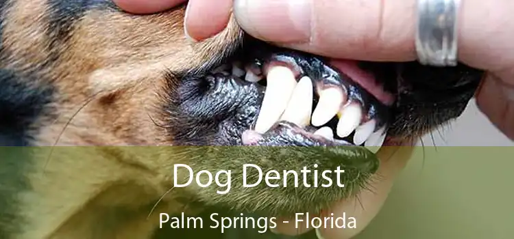 Dog Dentist Palm Springs - Florida