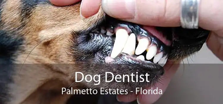 Dog Dentist Palmetto Estates - Florida