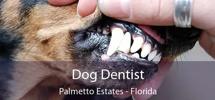 Dog Dentist Palmetto Estates - Florida