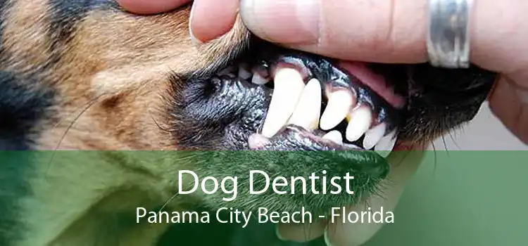 Dog Dentist Panama City Beach - Florida