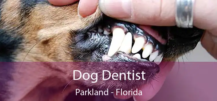 Dog Dentist Parkland - Florida