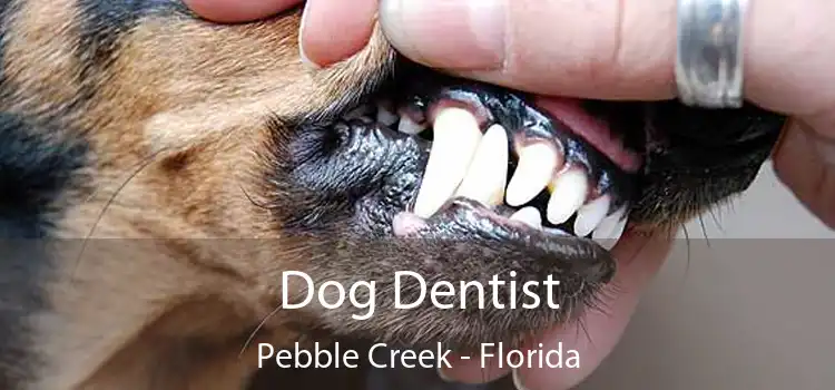 Dog Dentist Pebble Creek - Florida