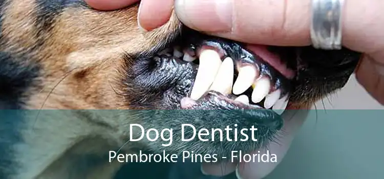 Dog Dentist Pembroke Pines - Florida