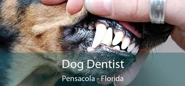 Dog Dentist Pensacola - Florida