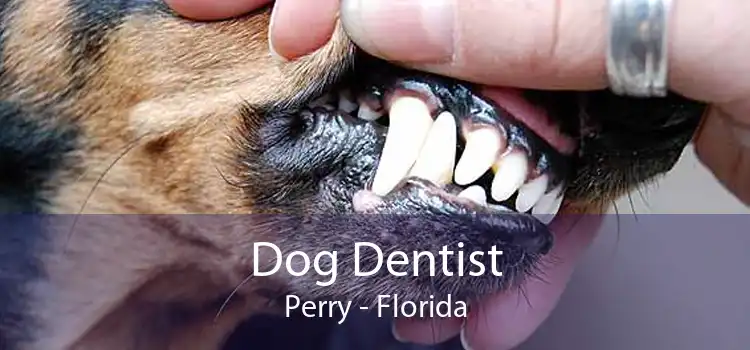 Dog Dentist Perry - Florida