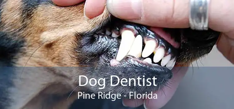 Dog Dentist Pine Ridge - Florida
