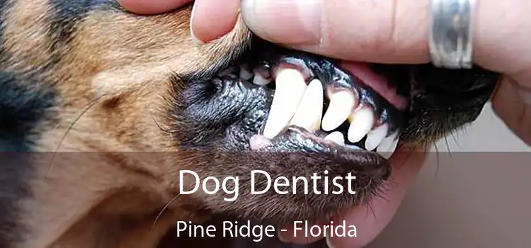 Dog Dentist Pine Ridge - Florida