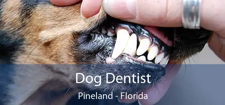 Dog Dentist Pineland - Florida