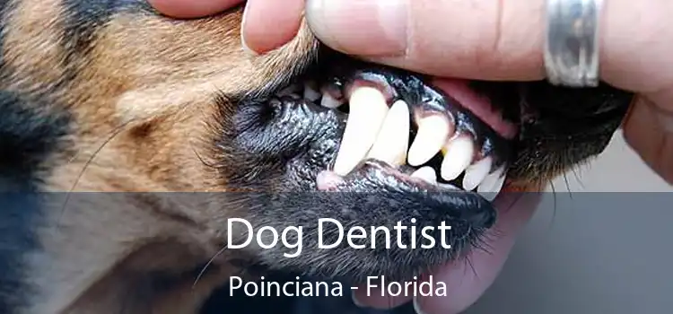 Dog Dentist Poinciana - Florida