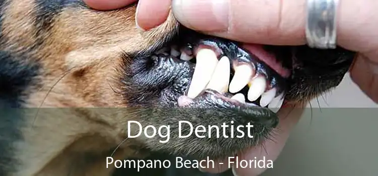 Dog Dentist Pompano Beach - Florida