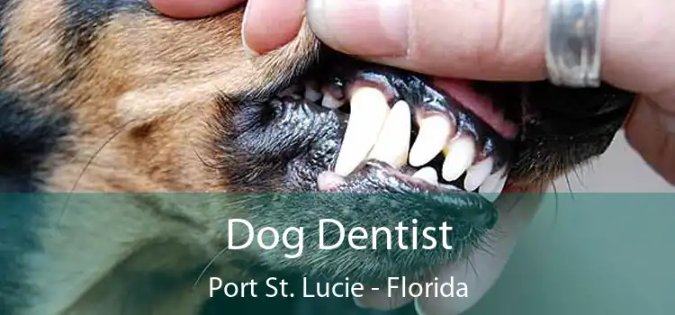 Dog Dentist Port St. Lucie - Florida