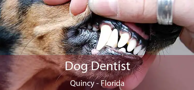 Dog Dentist Quincy - Florida