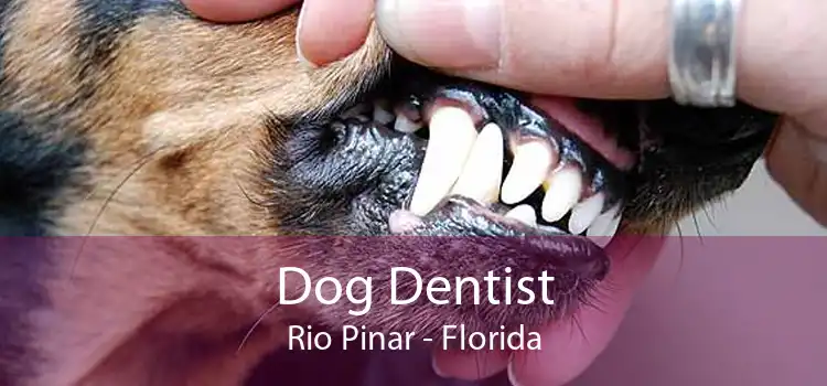 Dog Dentist Rio Pinar - Florida