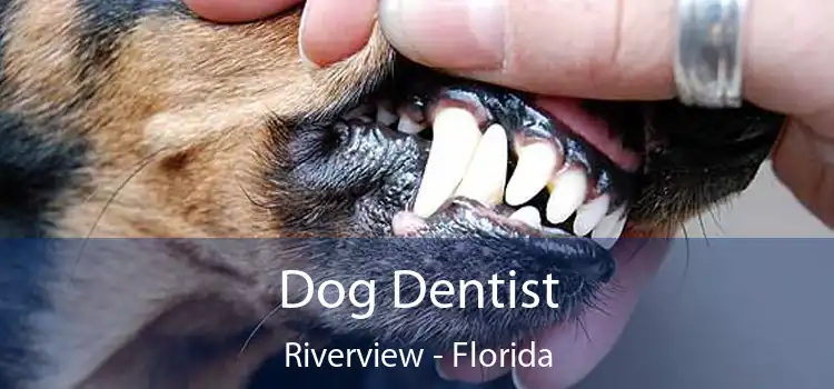 Dog Dentist Riverview - Florida