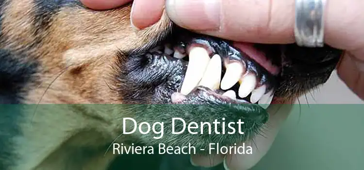 Dog Dentist Riviera Beach - Florida