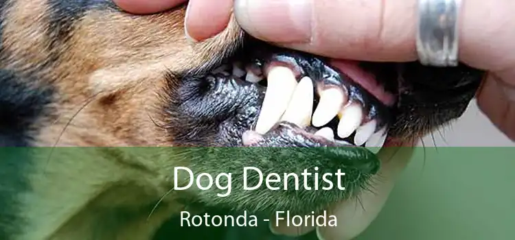 Dog Dentist Rotonda - Florida