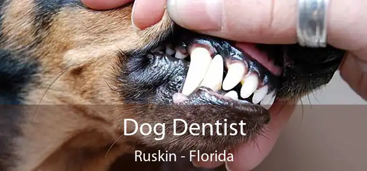 Dog Dentist Ruskin - Florida