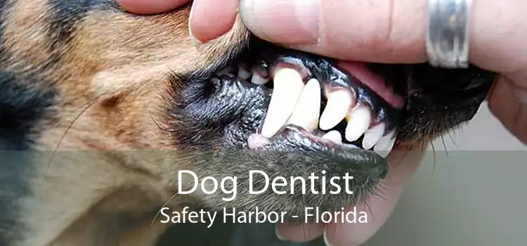 Dog Dentist Safety Harbor - Florida