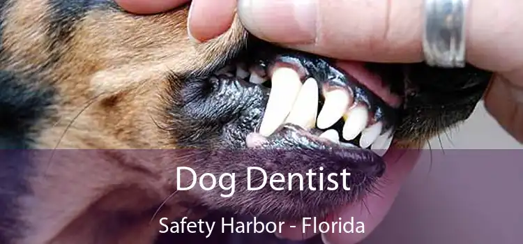 Dog Dentist Safety Harbor - Florida