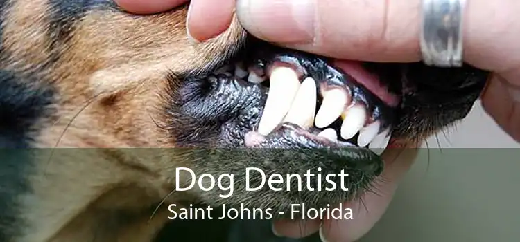 Dog Dentist Saint Johns - Florida