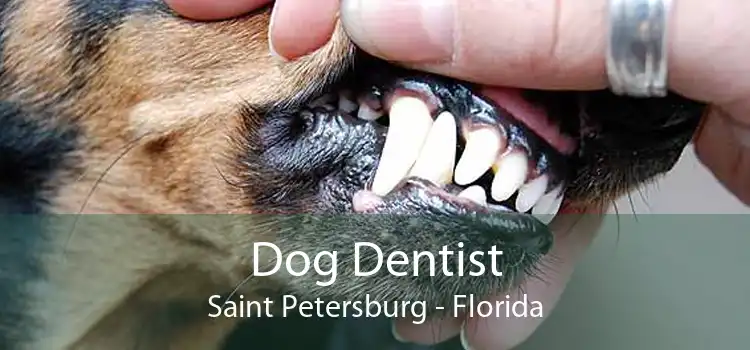 Dog Dentist Saint Petersburg - Florida