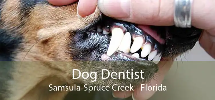 Dog Dentist Samsula-Spruce Creek - Florida
