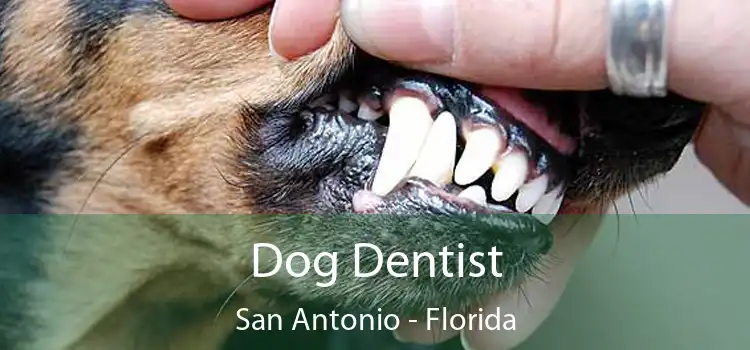 Dog Dentist San Antonio - Florida