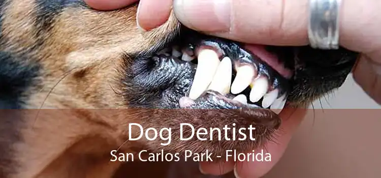Dog Dentist San Carlos Park - Florida
