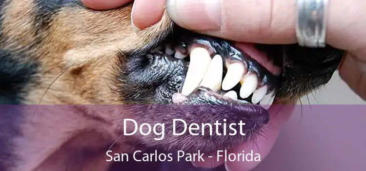 Dog Dentist San Carlos Park - Florida