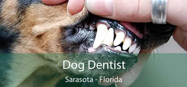 Dog Dentist Sarasota - Florida